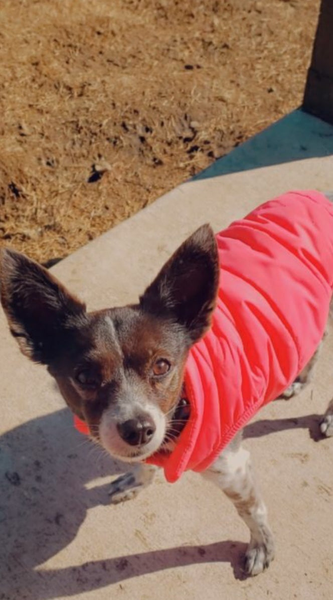 chiwawa