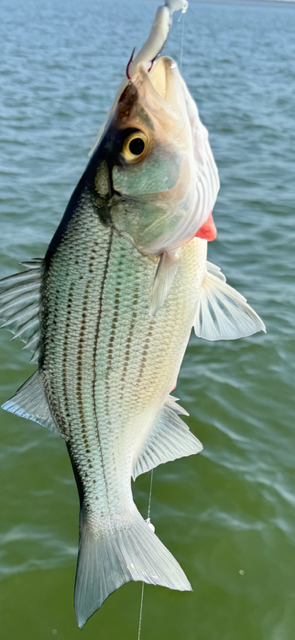 white bass